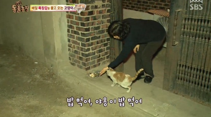 고양이... 지능 수준... | 인스티즈