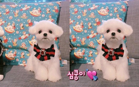 슈퍼주니어 이특이 키우는 반려견 심쿵이.jpg | 인스티즈