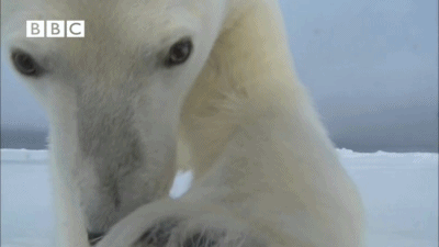 동물이 보여주는 놀라운 행동 5가지.gif | 인스티즈