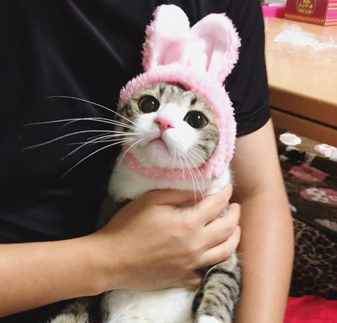 이름이 참새(すずめ)라는 사랑스런 고양이 | 인스티즈
