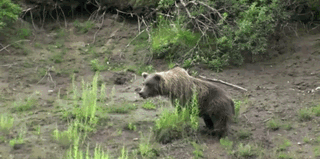 [데이터주의] 동물 움짤 .GIF | 인스티즈